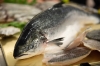 Fischprojekt Kö 21