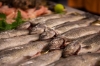 Fischprojekt Kö 21